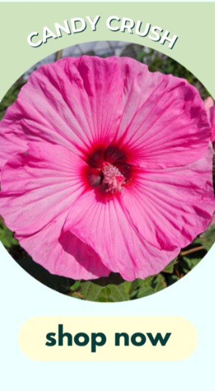 CANDY CRUSH HARDY HIBISCUS