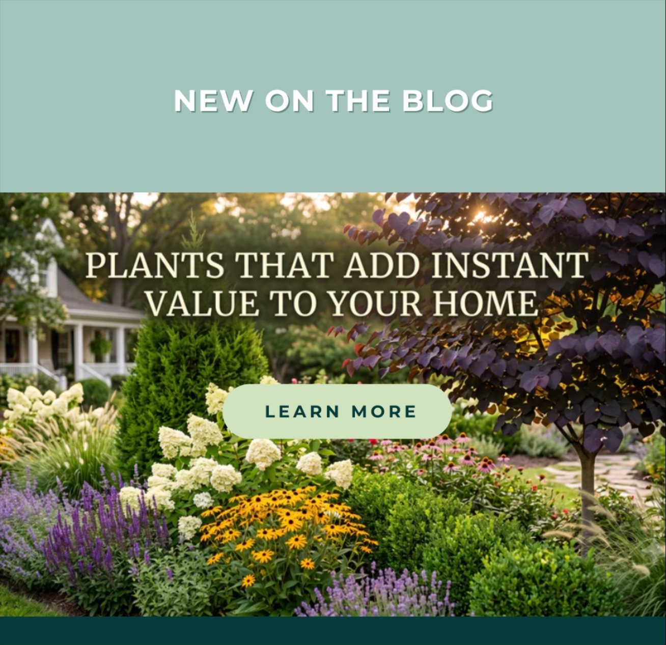 NEW ON THE BLOG: Plants That Add Instant Value to Your Home