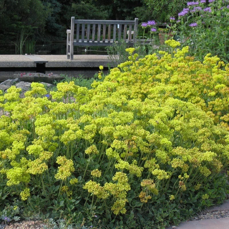 Kannah Creek Sulphur Buckwheat