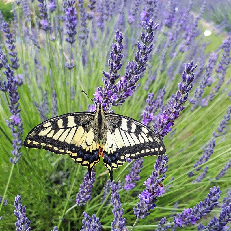 Phenomenal Lavender