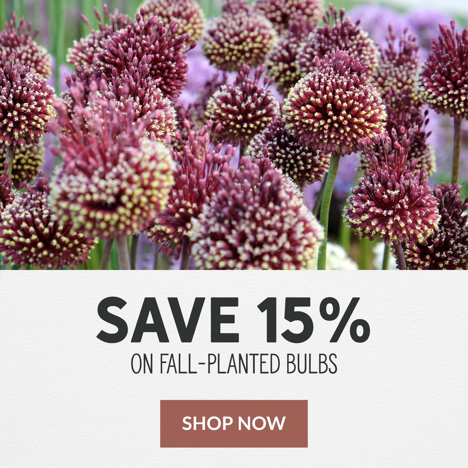 Allium