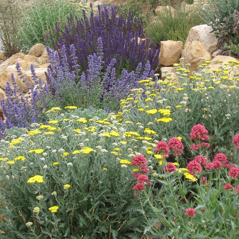 Jumbo Waterwise Garden