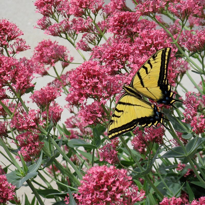 Red Valerian (Centranthus)