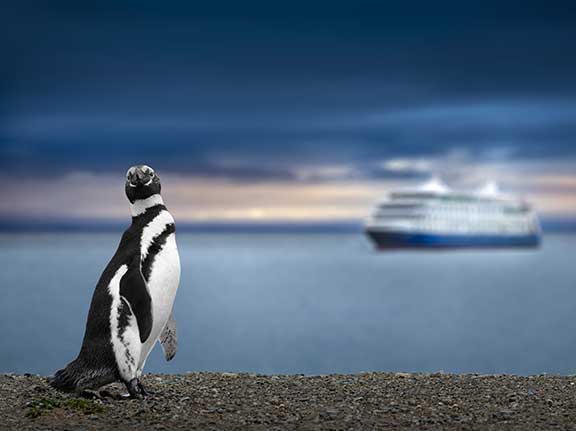 Pinguin steht an Land vor einem Kreuzfahrtschiff auf See.