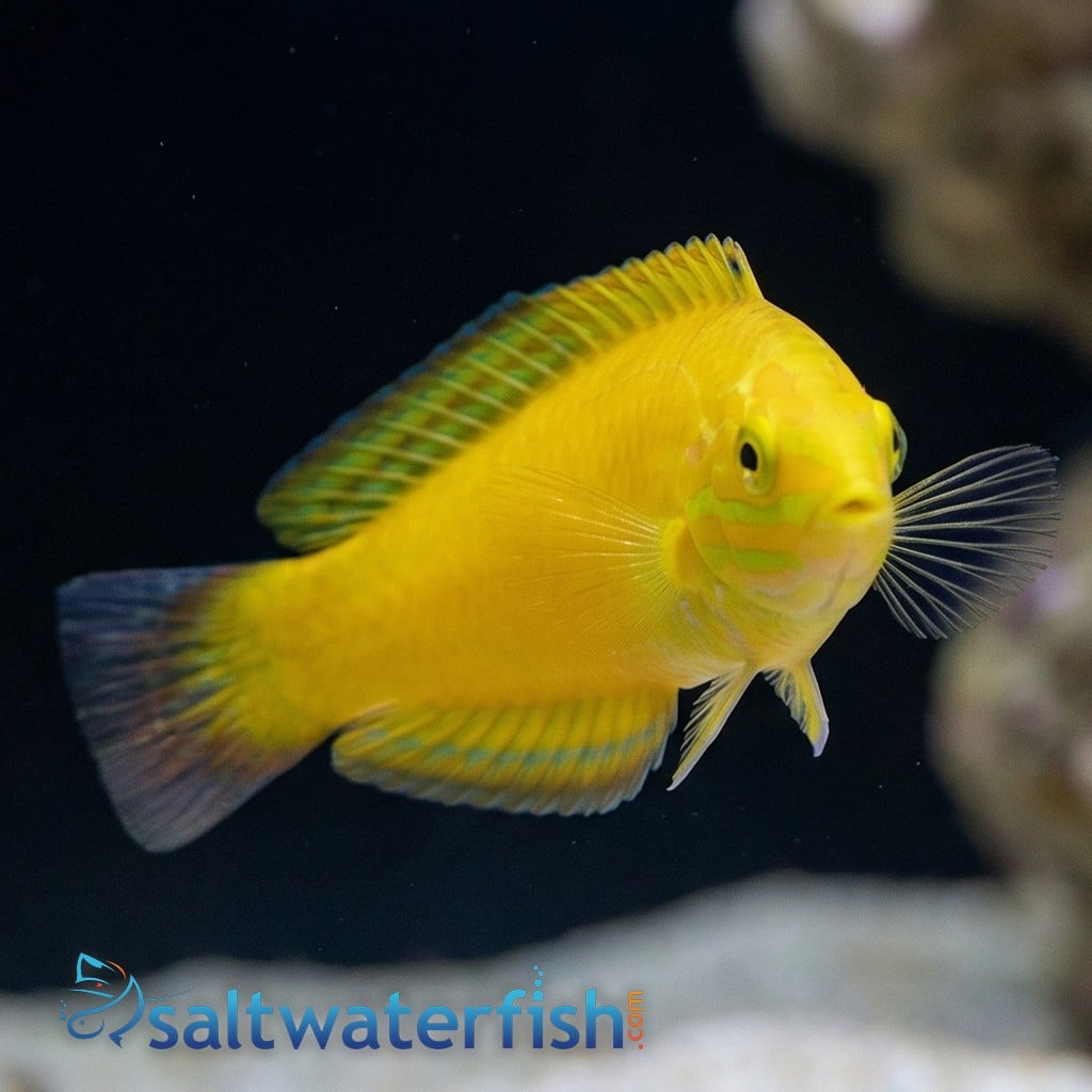 Yellow Wrasse