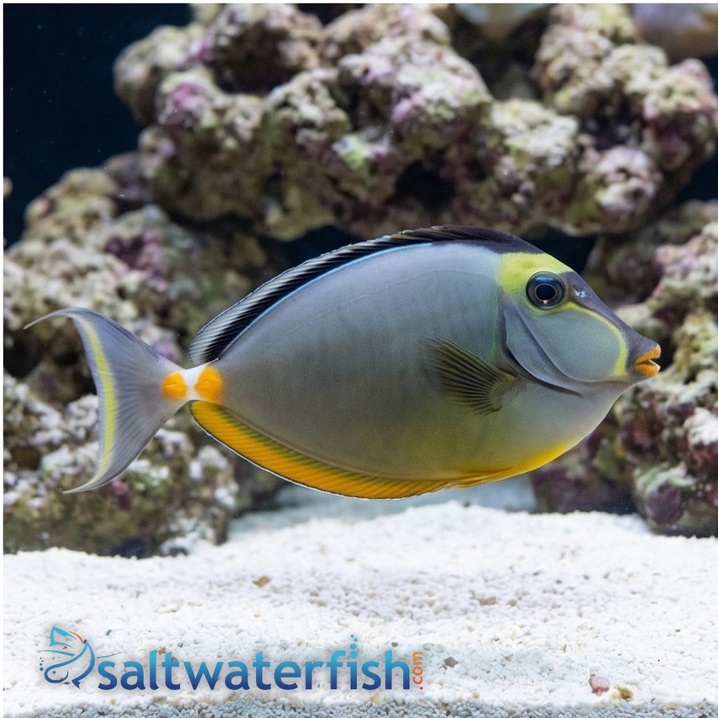 Naso Tang