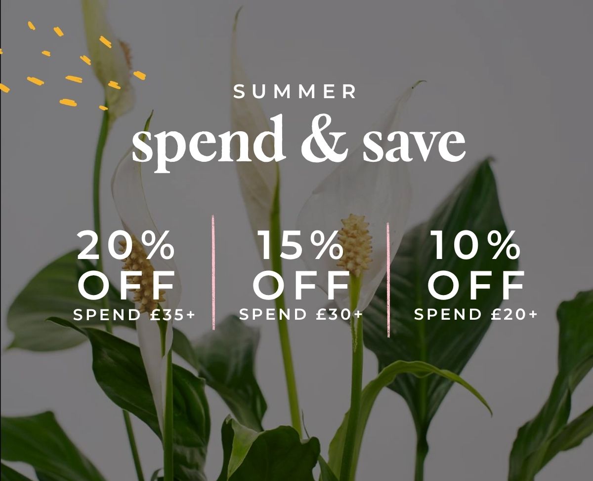 summer sale