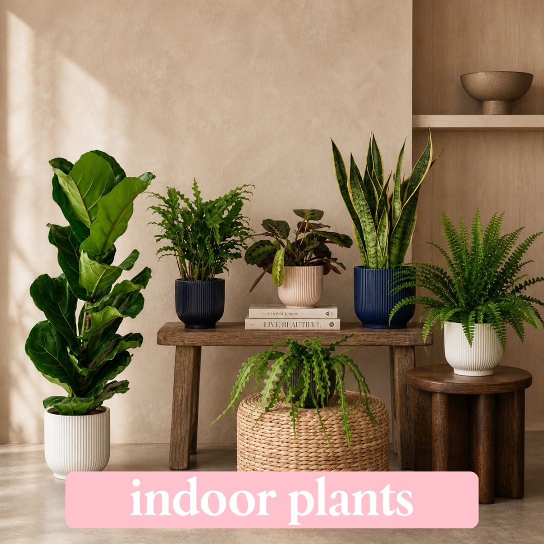 indoor plants