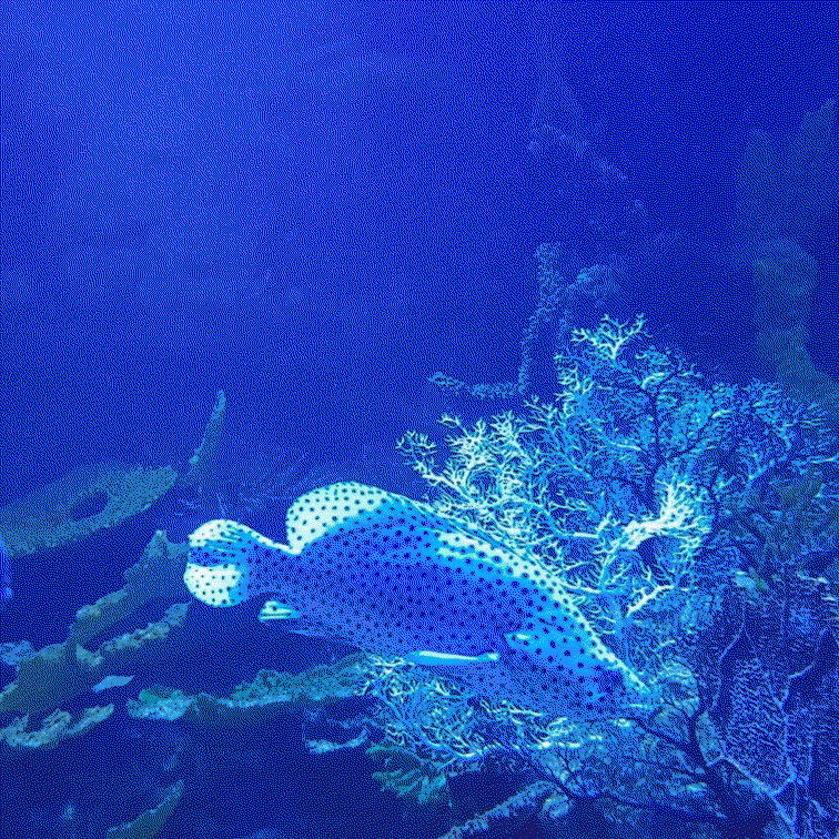 Blue Sapphire