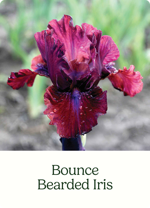 Bounce Bearded Iris