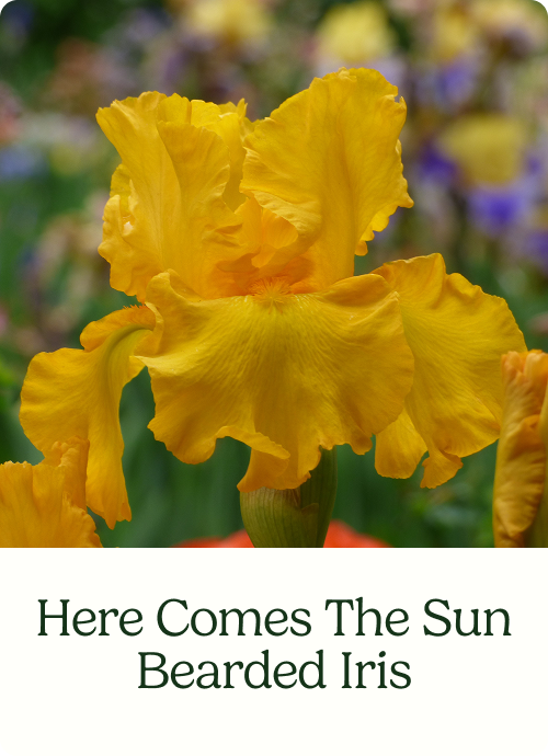 Here Comes The Sun Bearded Iris
