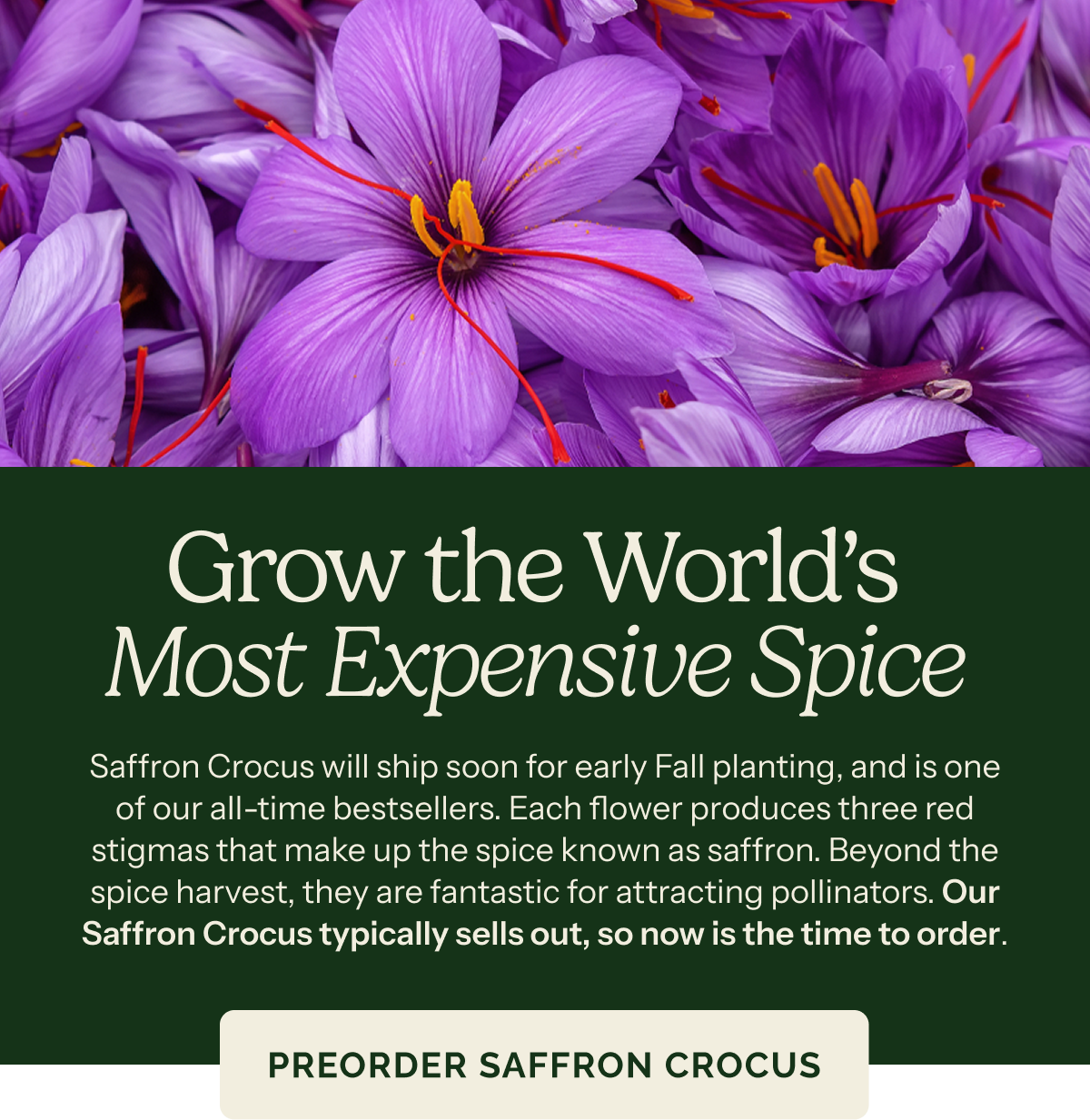 Grow the World's Most Expensive Spice – Saffron Crocus will ship soon for early Fall planting, and is one of our all-time bestsellers. Each flower produces three red stigmas that make up the spice known as saffron. Beyond the spice harvest, they are fantastic for attracting pollinators. Our Saffron Crocus typically sells out, so now is the time to order. PREORDER SAFFRON CROCUS