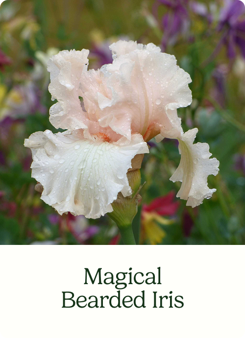 Magical Bearded Iris