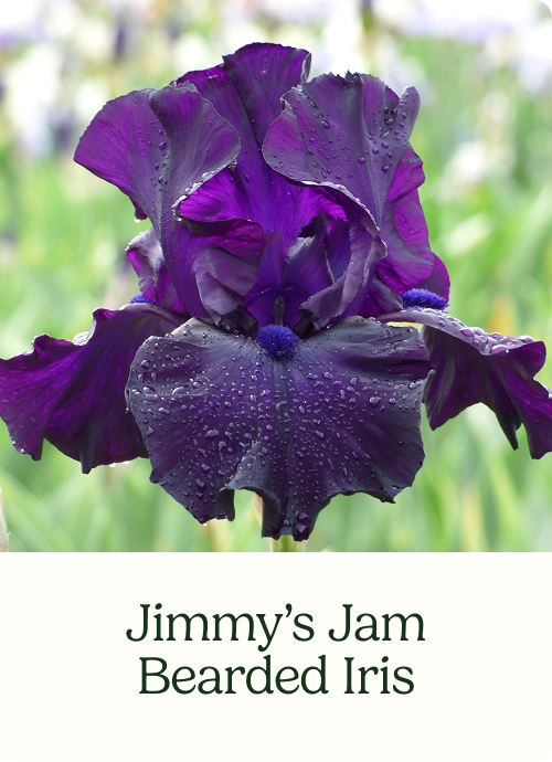 Jimmy's Jam Bearded Iris