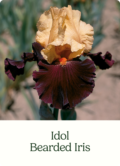 Idol Bearded Iris