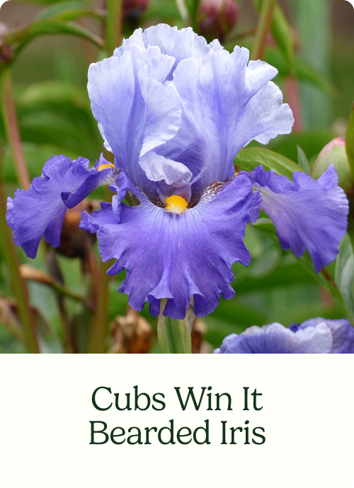 Cubs Win It Bearded Iris