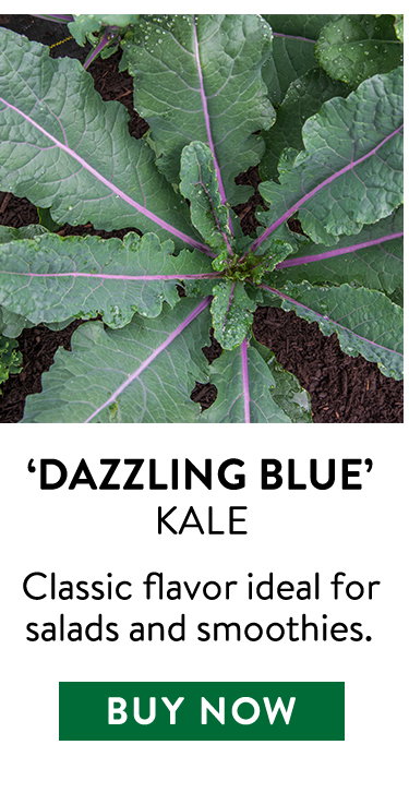 Dazzling Blue Kale Seeds & Plants