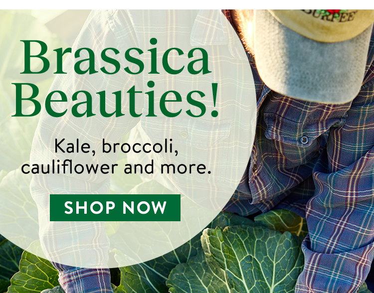 Brassica Plants