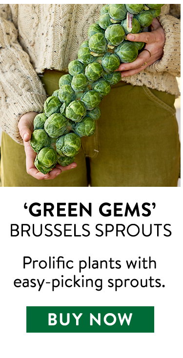 Green Gems Brussels Sprouts Seeds & Plants