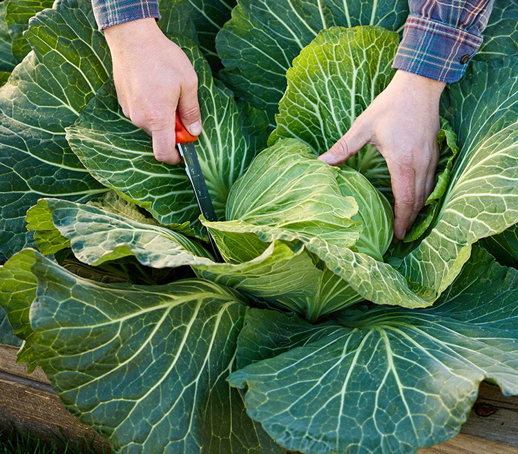 Saku Saku Cabbage Seeds & Plants