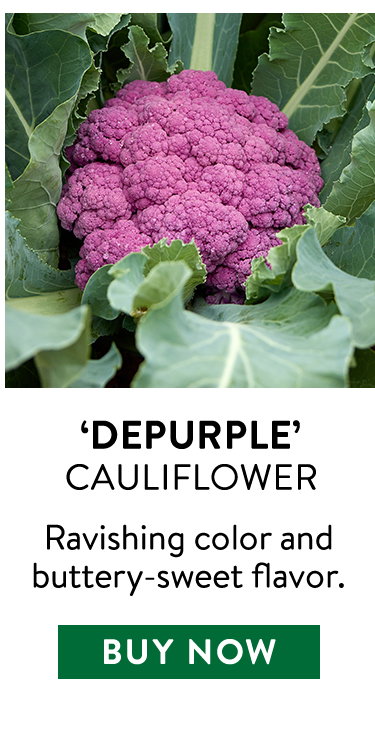 Depurple Cauliflower Seeds & Plants