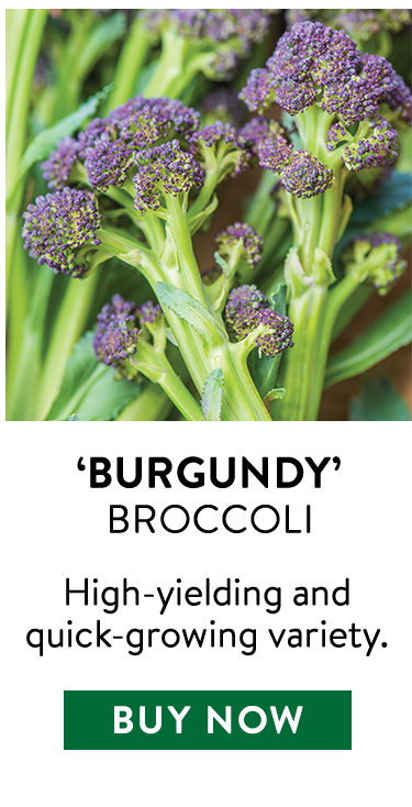 Burgundy Sprouting Broccoli Plants