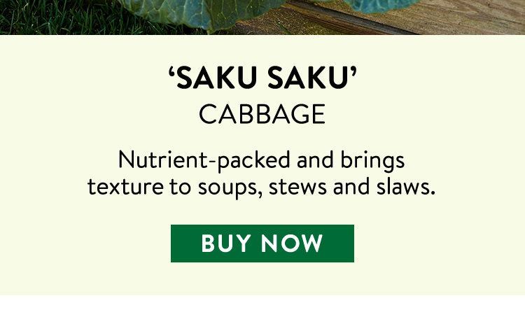 Saku Saku Cabbage Seeds & Plants