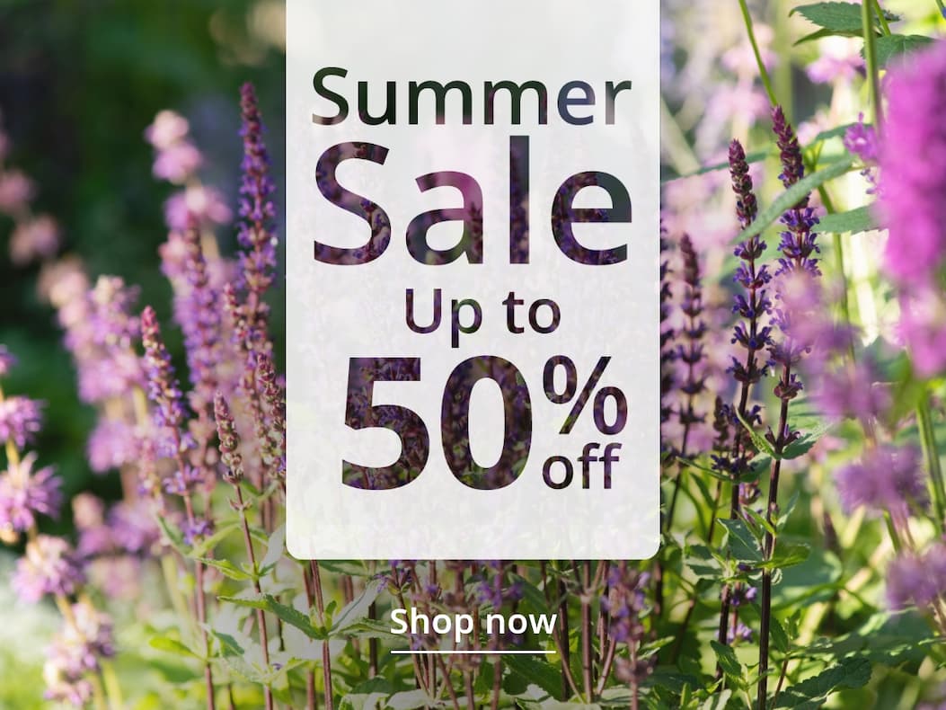 summer sale