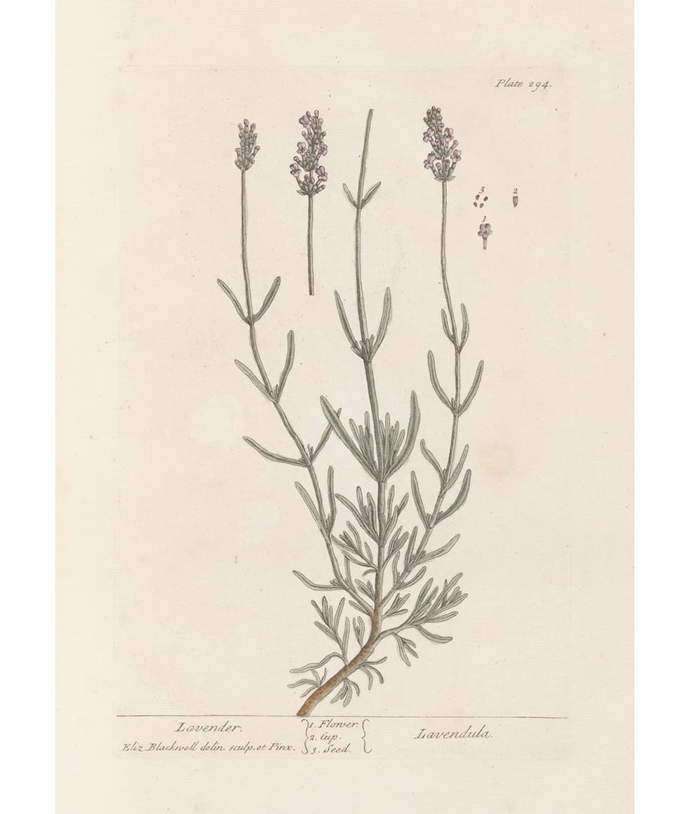 lavender