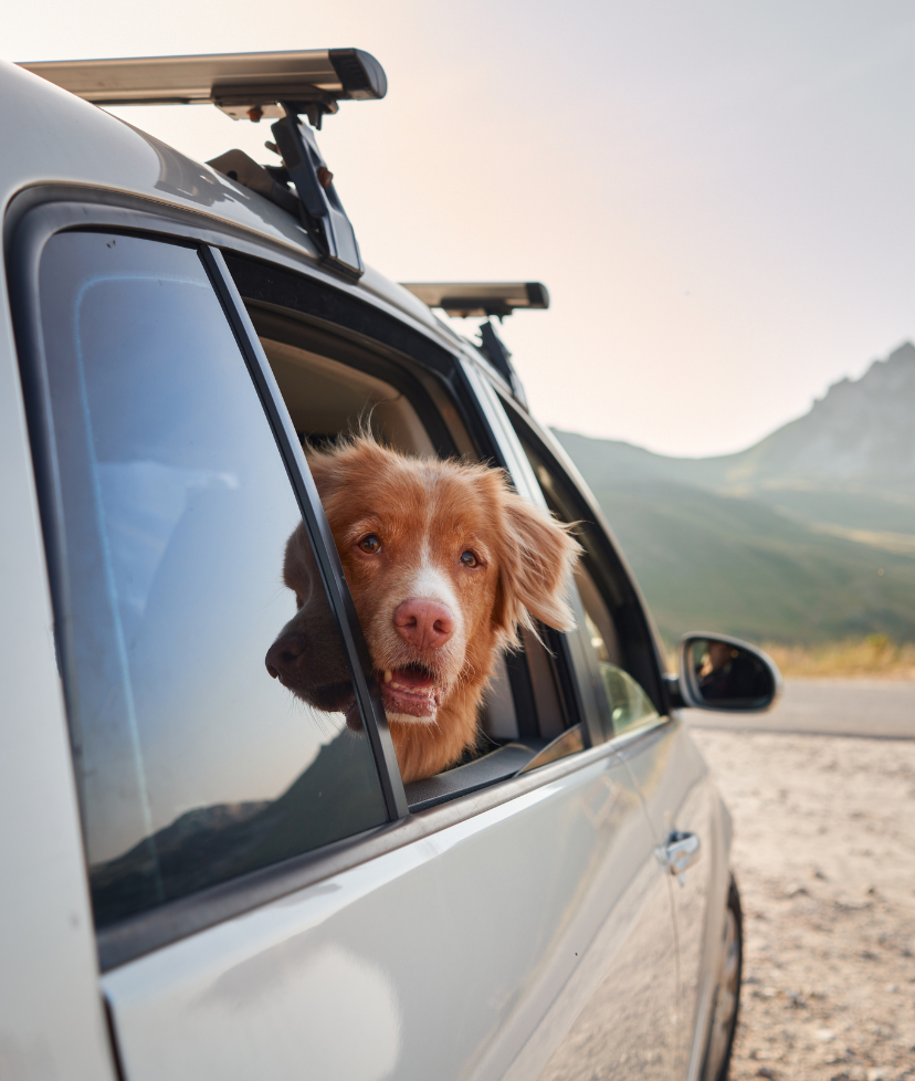 Voyager avec son chien c'est facile !