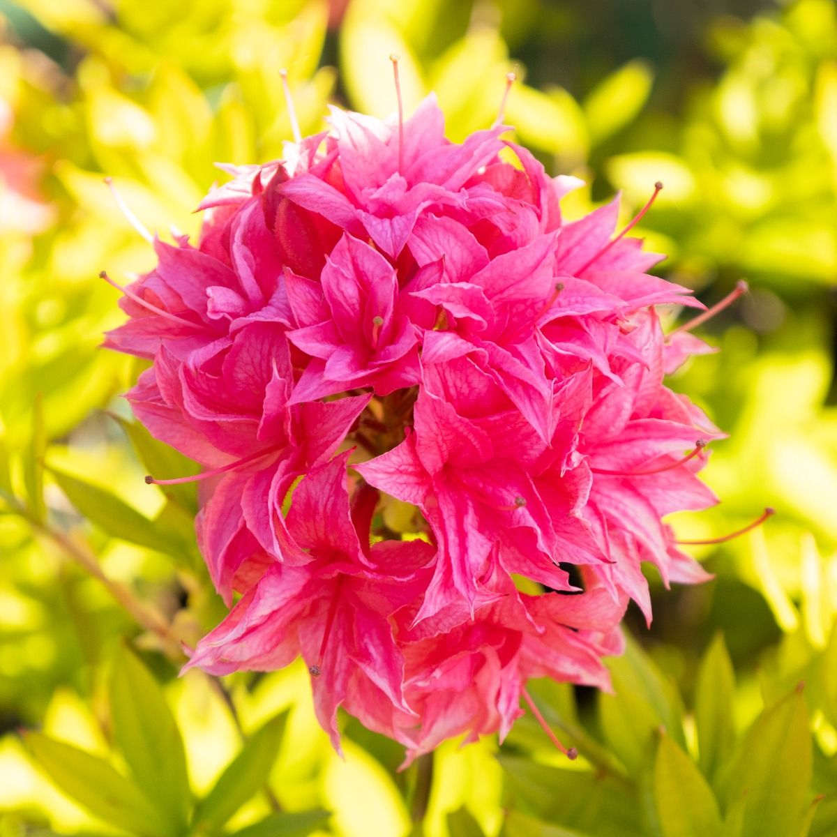 Azalea mollis 'Homebush' - In Bud & Bloom