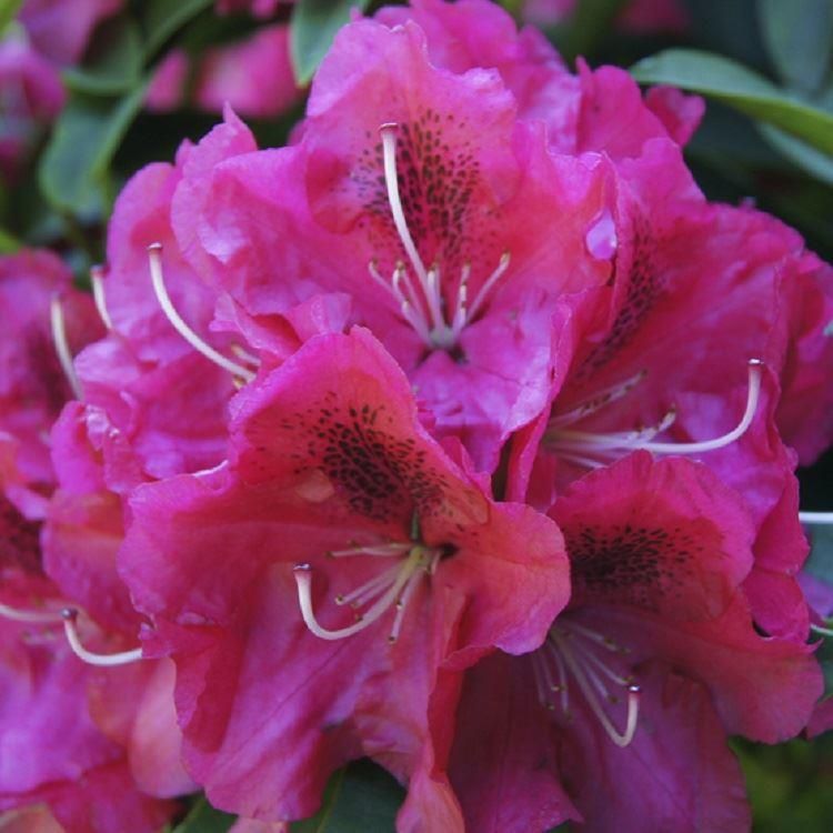 Rhododendron 'Nova Zembla'
