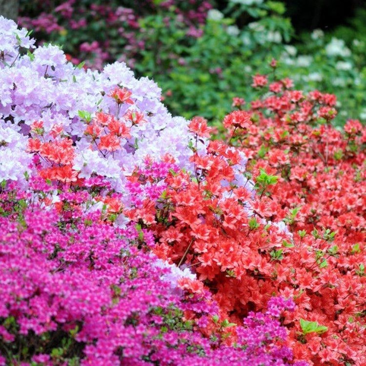 Evergreen Japanese Azaleas - Pack of Three Plants
