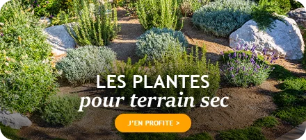 Notre sélection spéciale plantes pour sol sec !