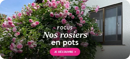 Focus sur les rosiers en pot !