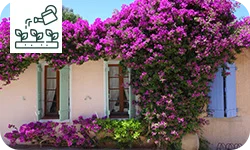 Plantes grimpantes : Comment faire le bon choix ?