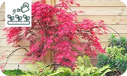 6 variétés d’érables incontournables