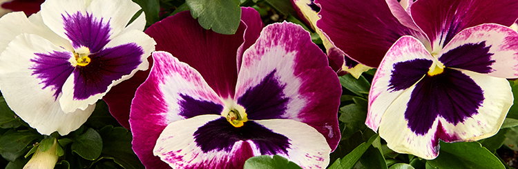 Fall Planted Annuals