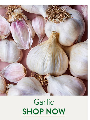 Garlic Bulbs