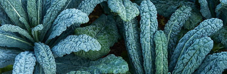 Fall Planted Annuals