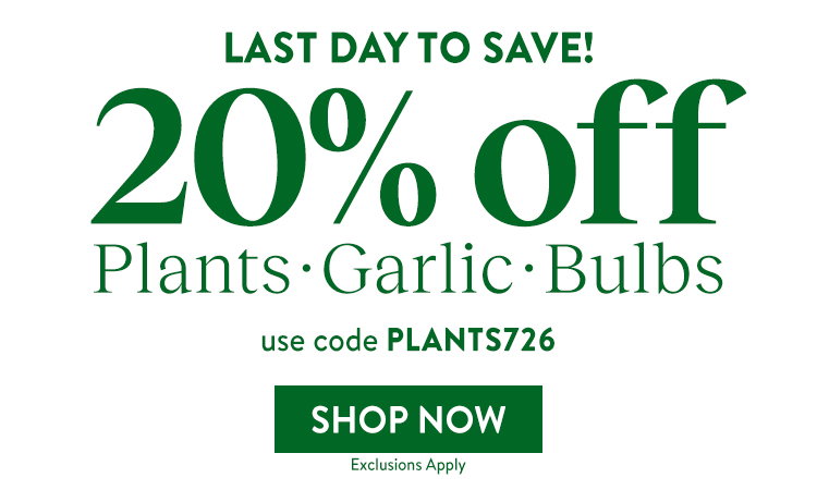 Fall Planted Annuals