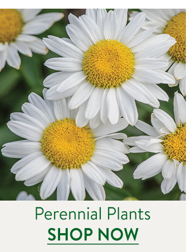 Fall Perennial Plants