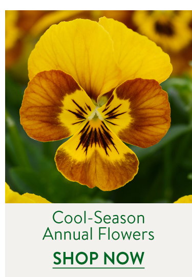 Fall Planted Annuals