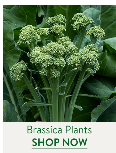 Brassica Plants