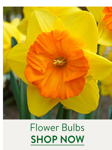 Flowering Bulbs