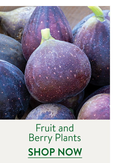 Fruit & Berry Plants