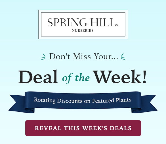 weekly-deals
