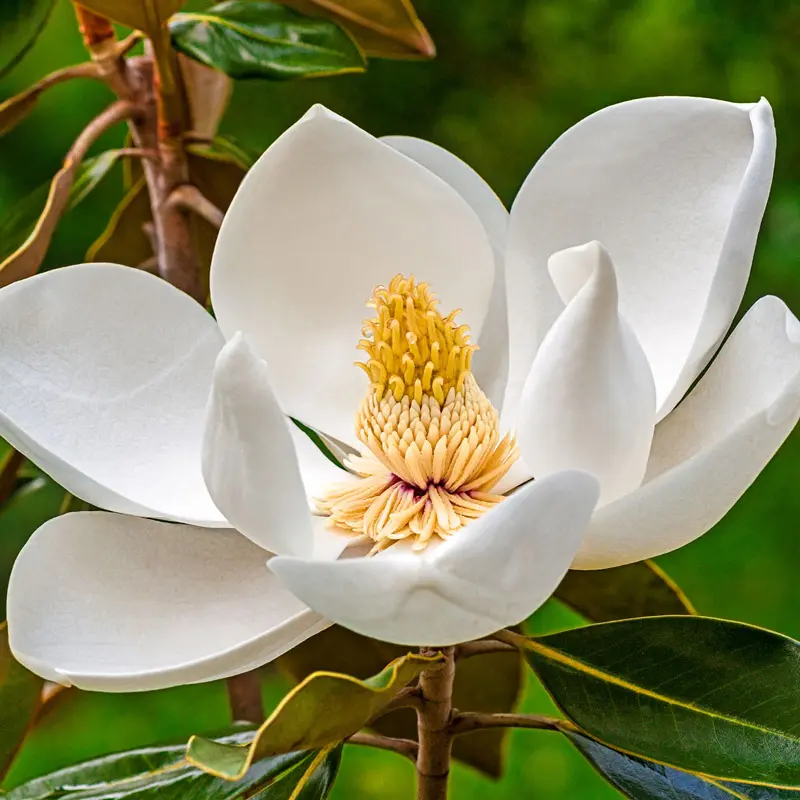 Northern Belle Sweetbay Magnolia
