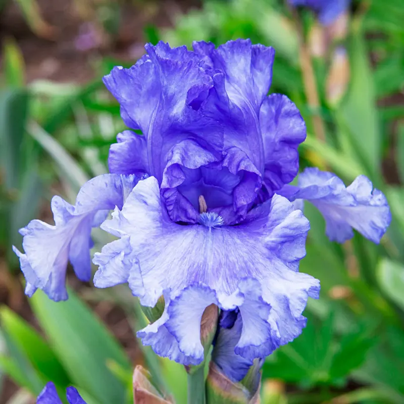 Honky Tonk Blues Bearded Iris
                  