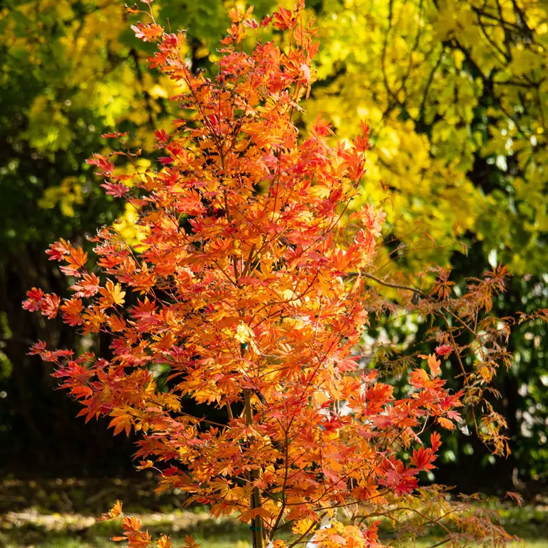Arctic Jade Maple


